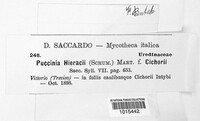 Puccinia hieracii image